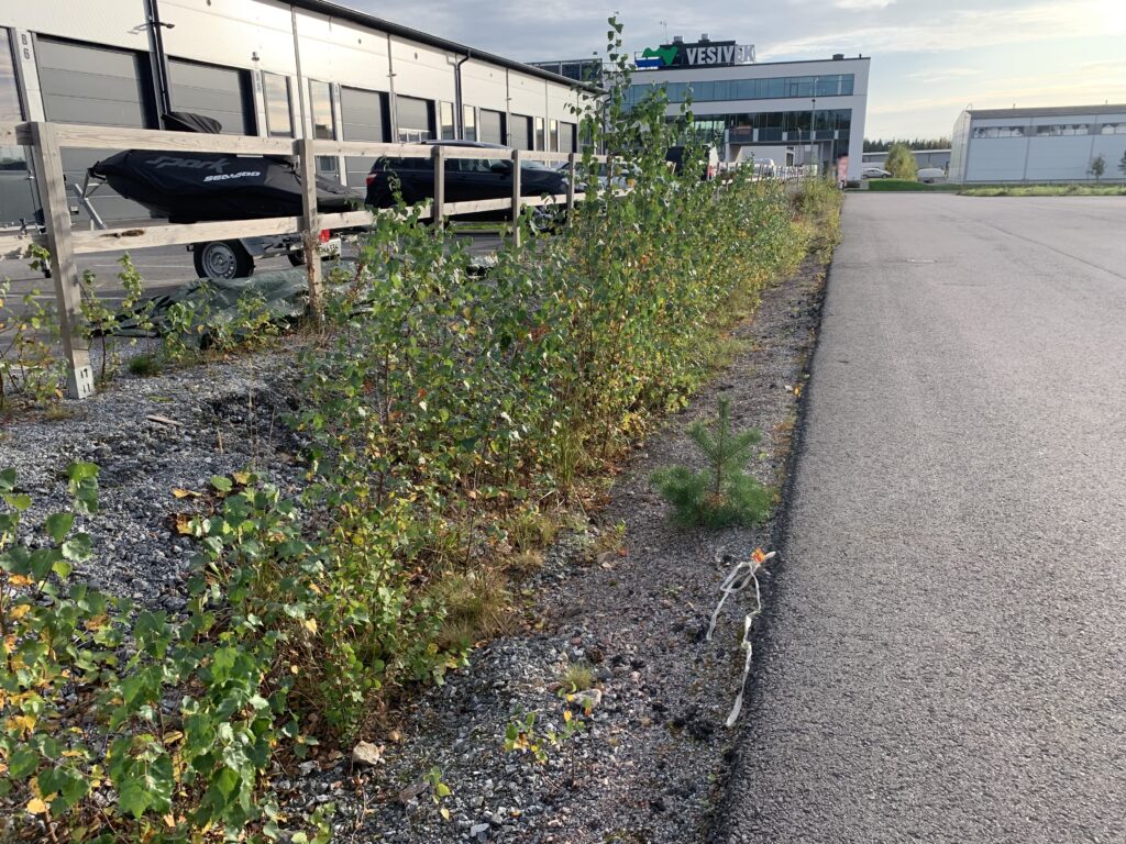 Rinteen pajukon raivaus