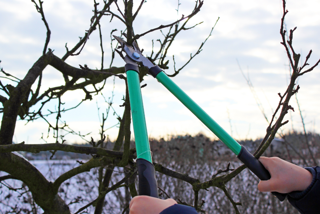 Omenapuun leikkaus kuva