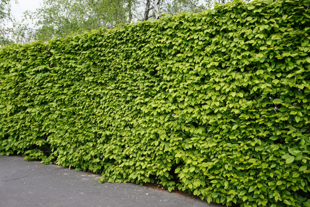 Pensasaidan leikkaus Tampere