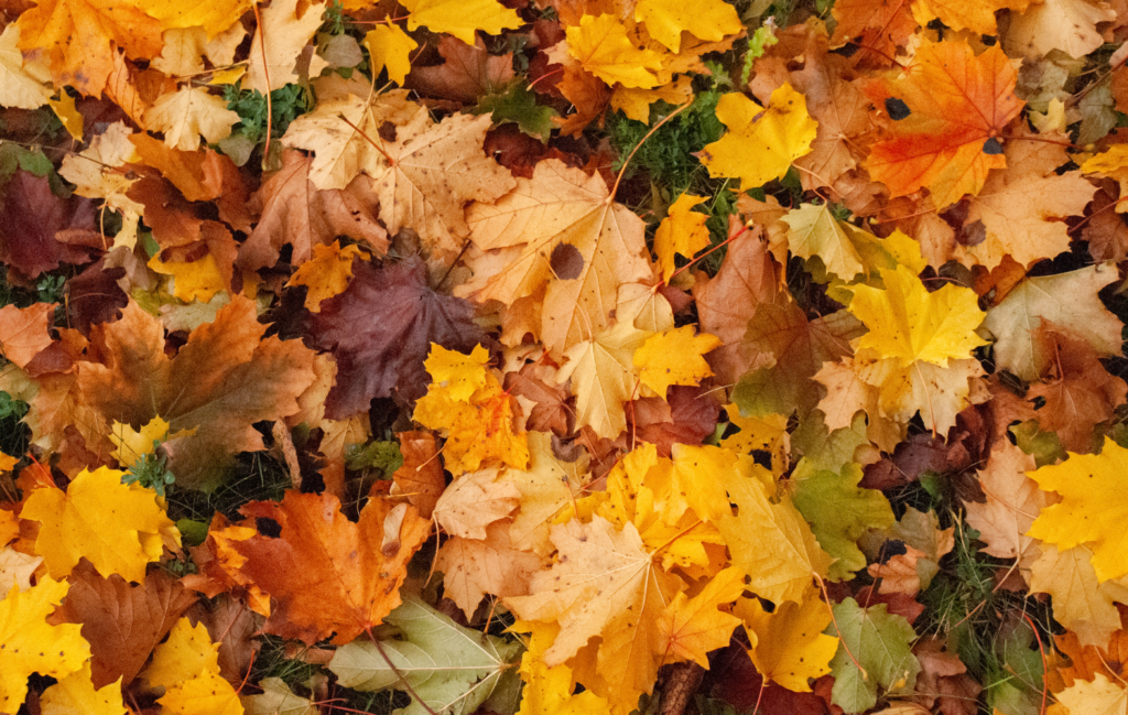 Syksyn lehtienpuhallus