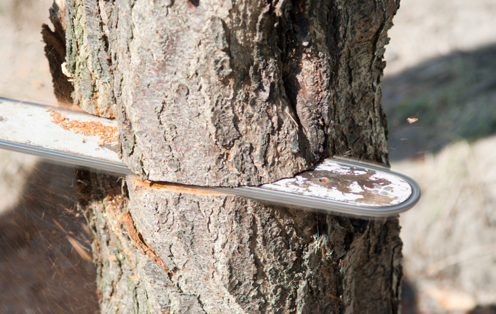 Puunkaato Tampereella